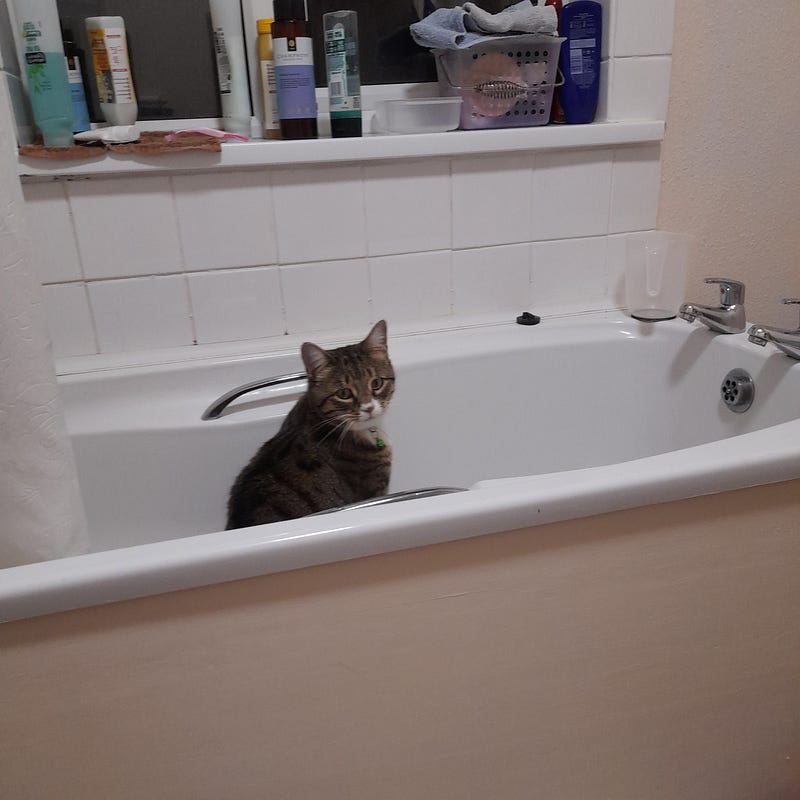 Buddy looking innocent in the bath