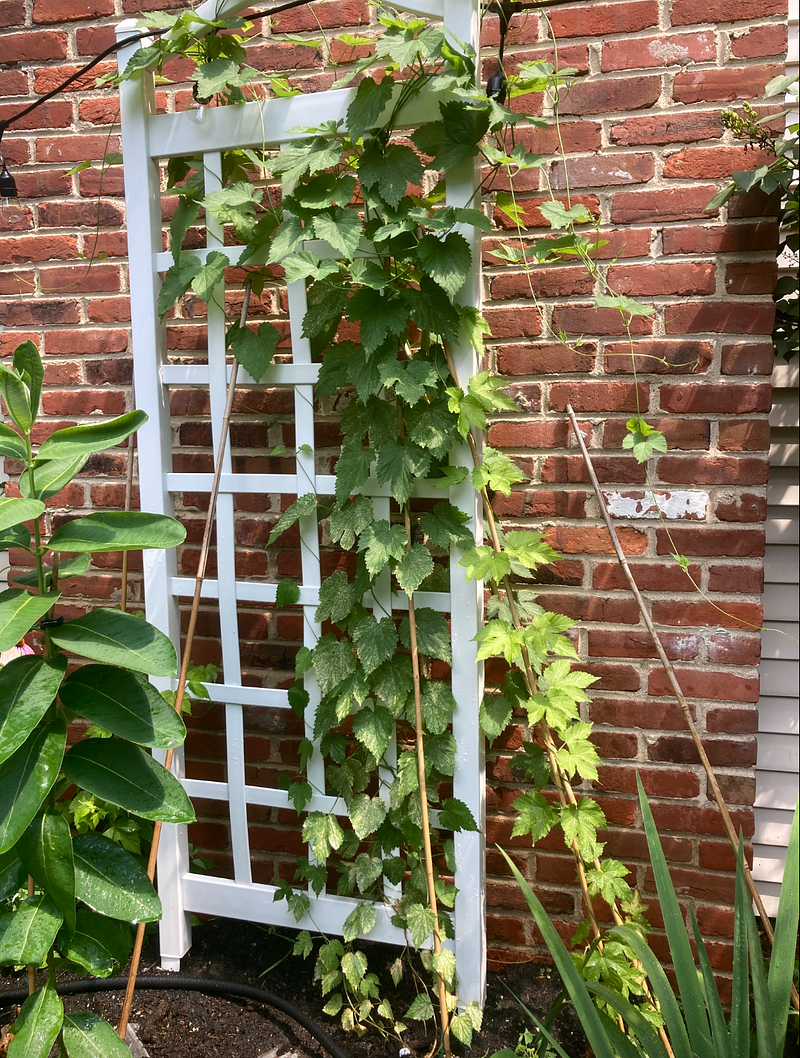 Hops growing by the author's home