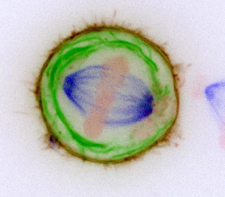 Chromosomes and spindle during cell division