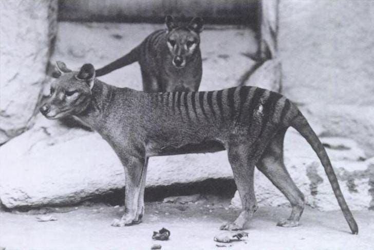 Tasmanian Tiger, a unique marsupial