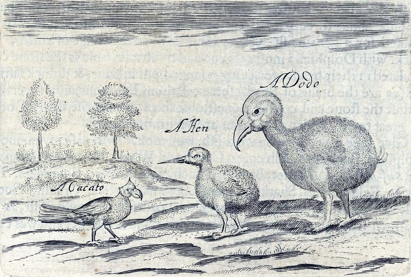 Dodo bird, a symbol of extinction