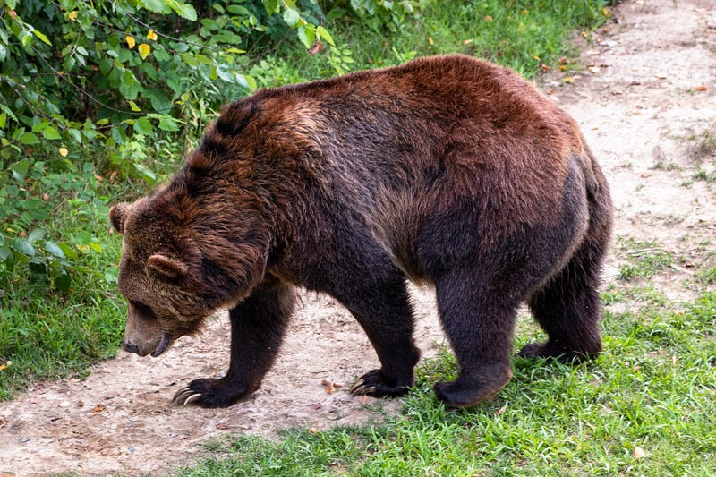 Male brown bear wandering in a warm Siberian landscape