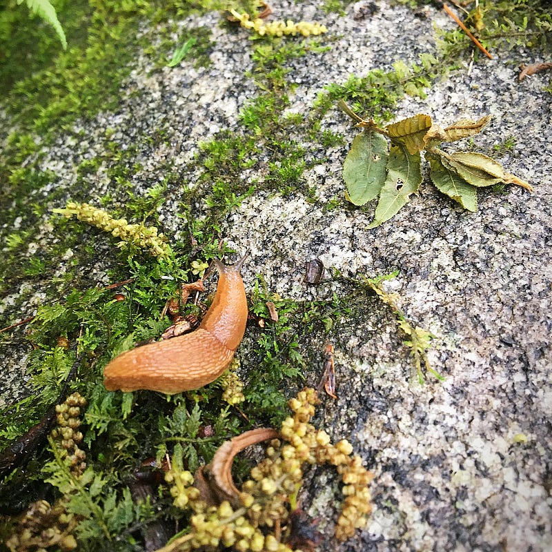 A serene forest path known as Slug City