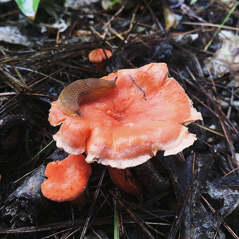 A slug resting on a mushroom