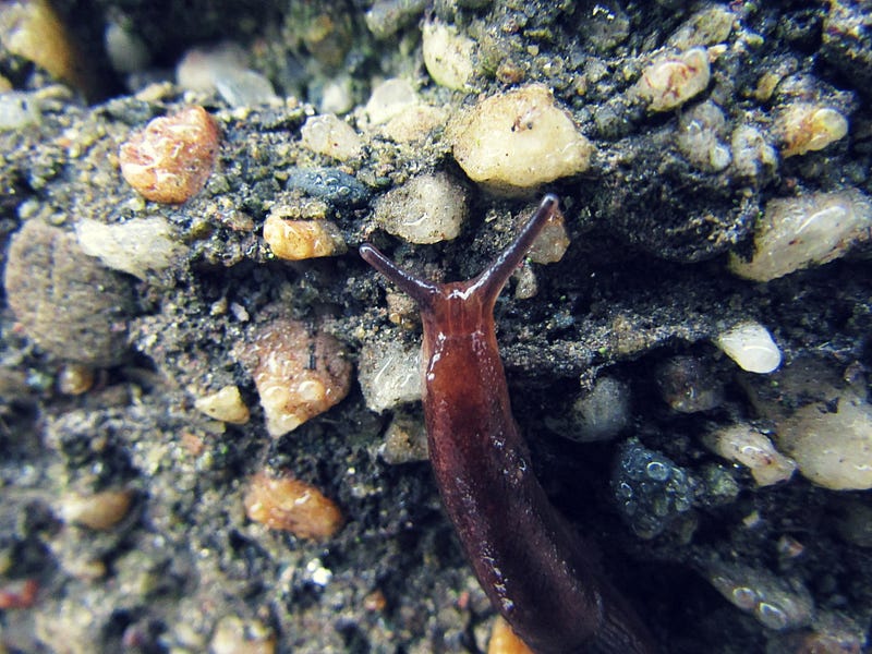 A slug gliding across a leaf