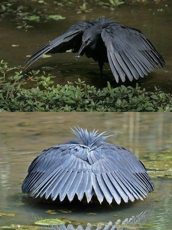 Black heron showcasing its unique hunting method