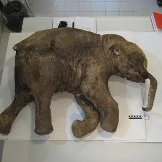 Ancient baby mammoth specimens