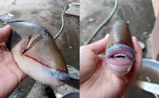 Unique triggerfish with unusual teeth