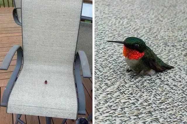 Hummingbird's small size compared to a fly