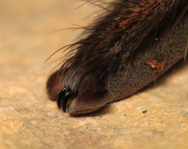 Close-up of tarantula's cute little claws