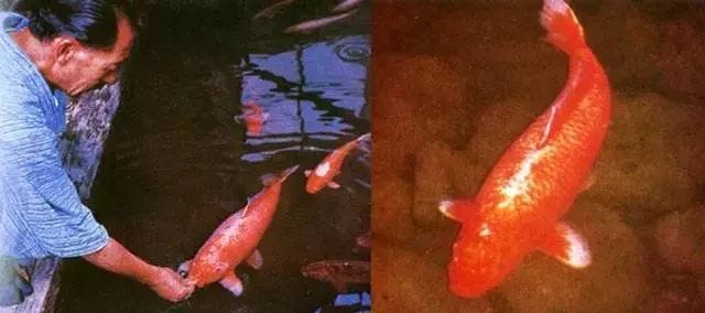 Hanako, the legendary 226-year-old koi