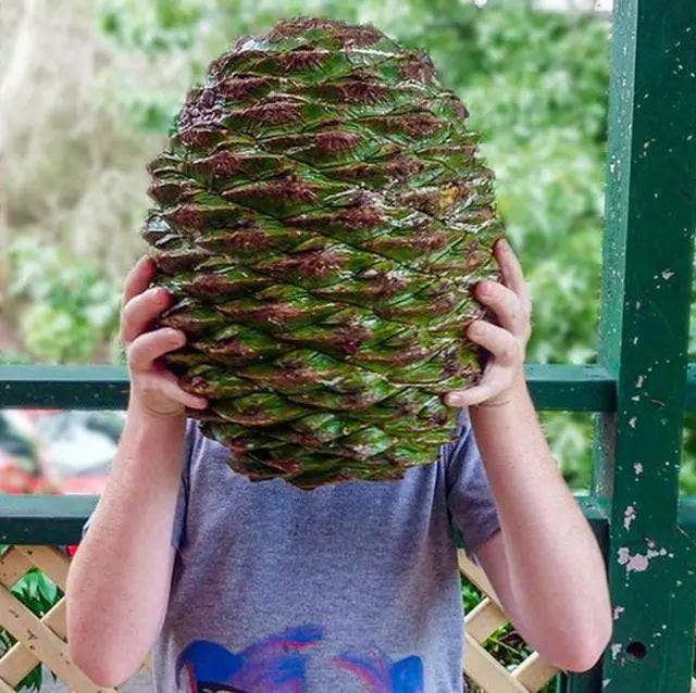 Unique Australian pine cone