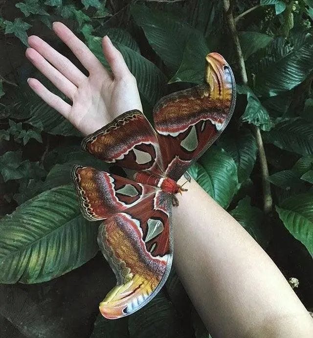 Tallow silkworm moth showcasing its large wingspan