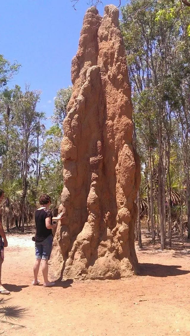 Impressive termite mound in Australia