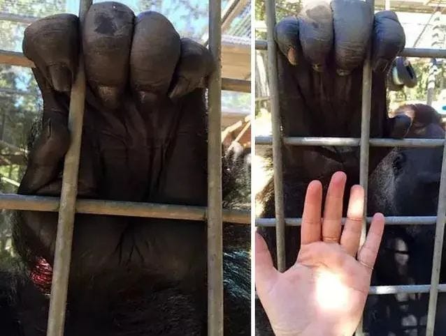 Close-up of a gorilla's powerful hand