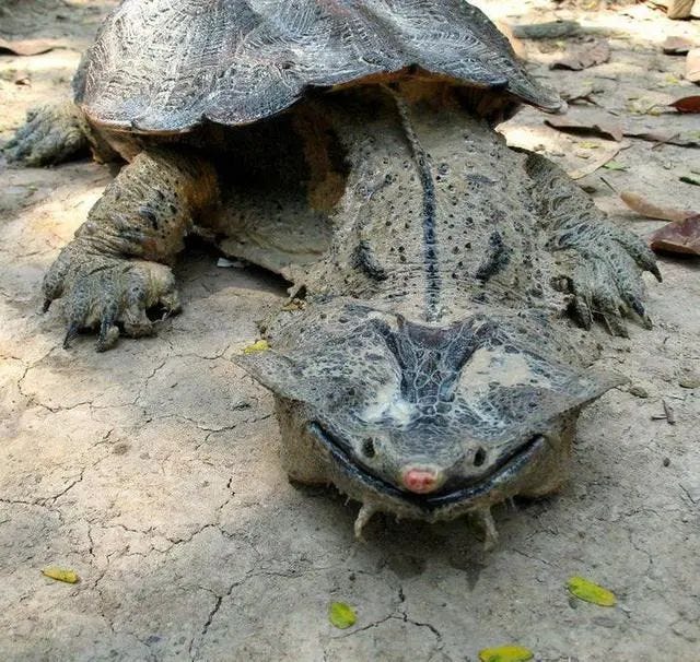 Matamata turtle resembling a prehistoric creature