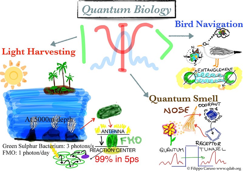 Illustration of Quantum Tunneling in Biology