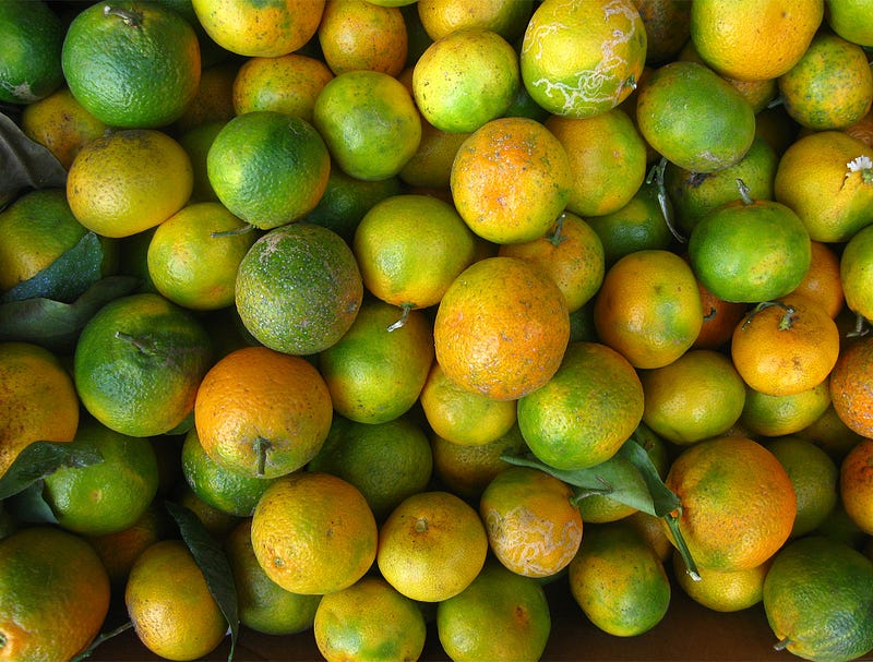 Green oranges growing on trees