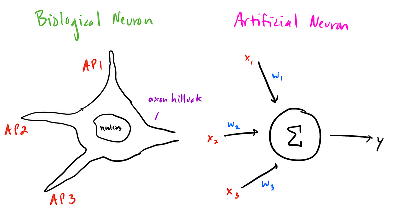 Diagram of a neuron illustrating action potentials and summation