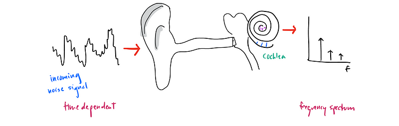 Illustration of the cochlea demonstrating its structure and function