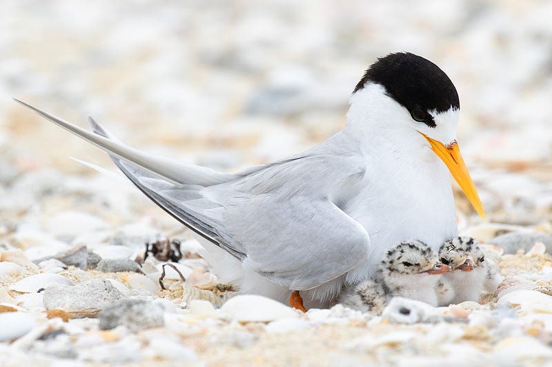 Adult Australian fairy tern brooding chicks at Mandurah Estuary