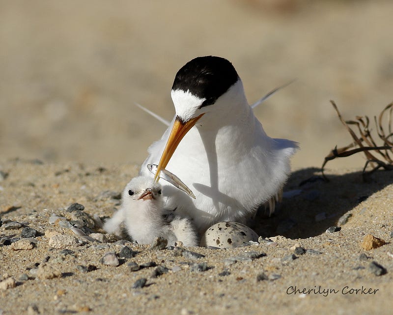 Adult fairy tern feeding her chick