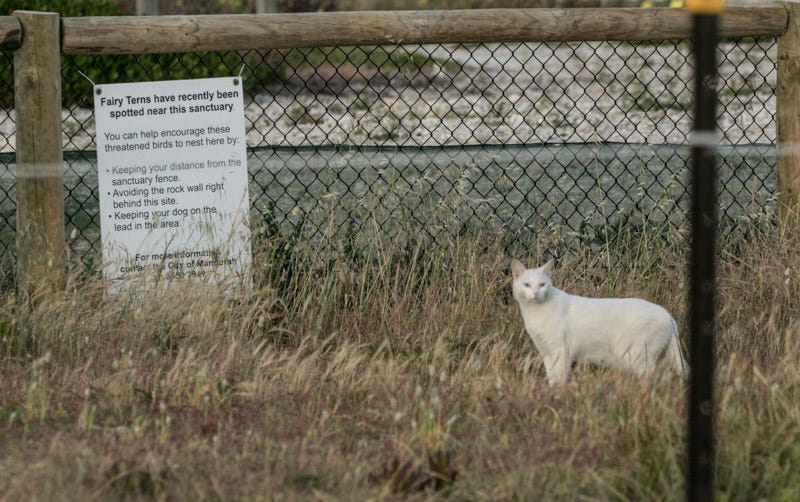 The white cat causing destruction