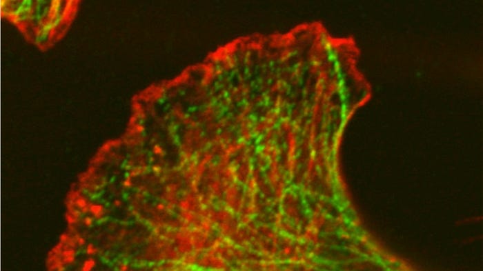 LB-100's Mechanism Against Cancer Cells