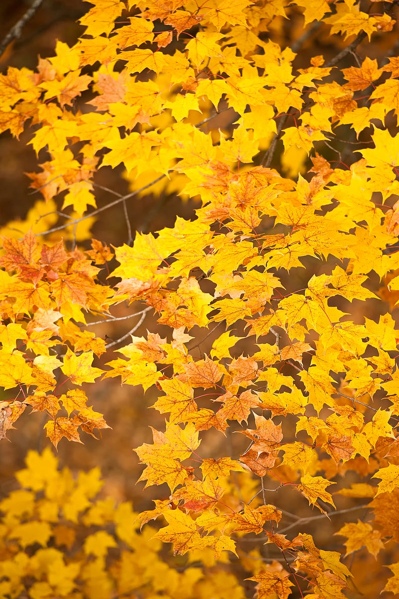 Scenic views from Mille Lacs Kathio State Park