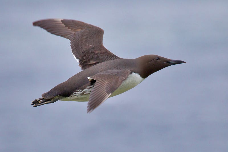 Common murre in flight, showcasing its natural habitat.