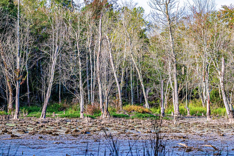 A serene winter wetland scene.