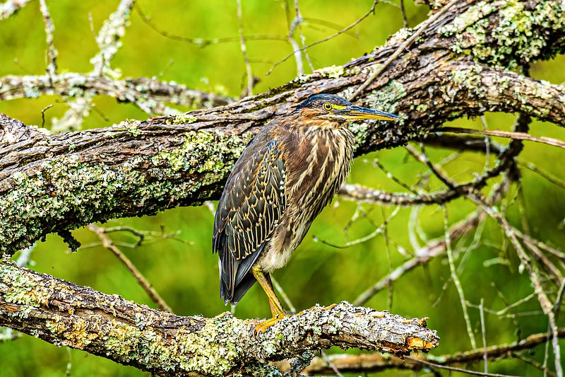 A Green Heron waiting silently.