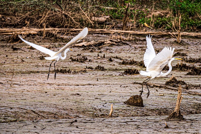 Egrets foraging in a muddy wetland.