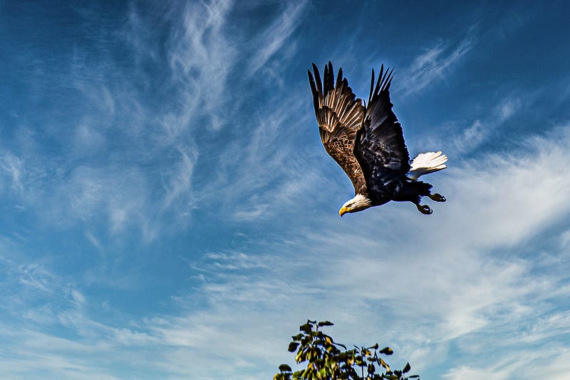 A Bald Eagle soaring over the wetland.