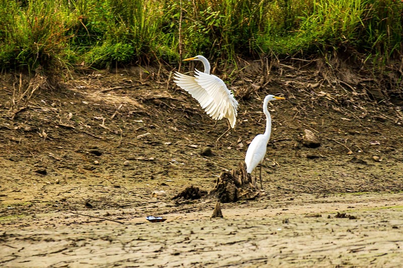 An Egret landing in the swamp.