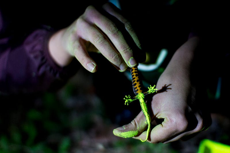 Newt in fluorescent powder