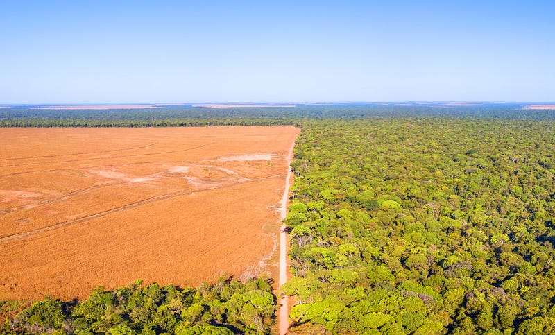 Deforestation impact on the Amazon rainforest