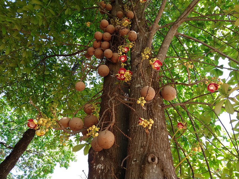 Brazil nut tree native to the Amazon