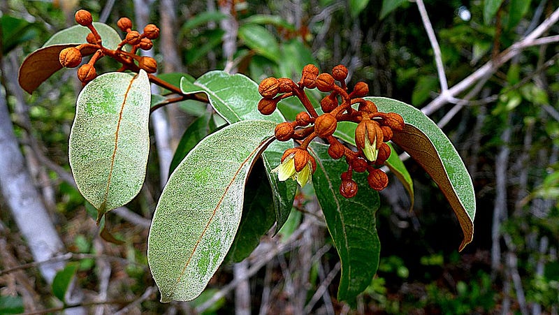 Vismia guianensis plant