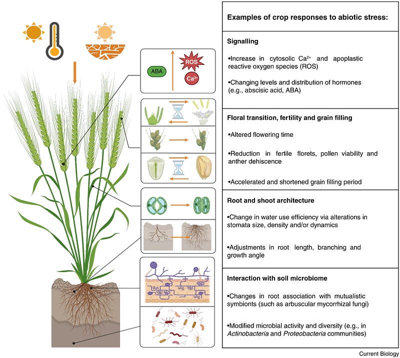 Summary of plant physiological responses to environmental stress.