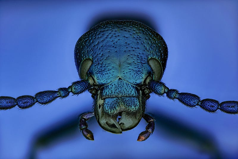 Magnified view of a green bottle fly's eye