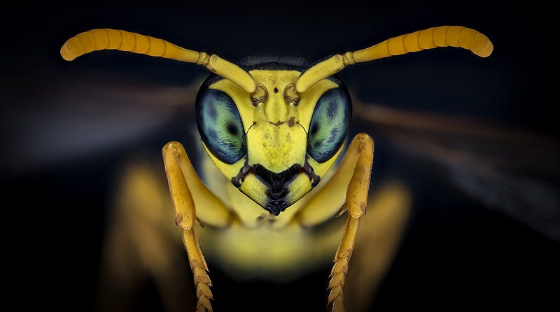 Artistic portrayal of a paper wasp