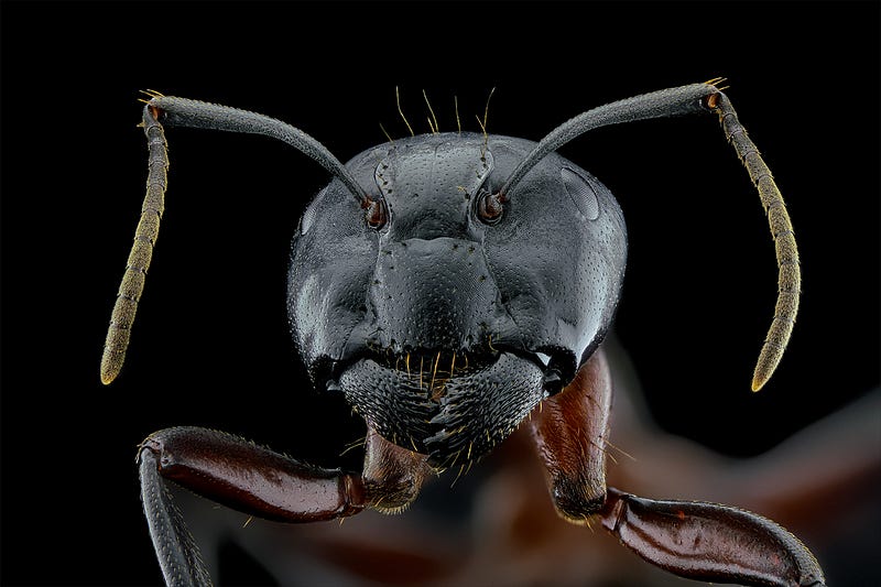 Magnified view of a tiger beetle's wings