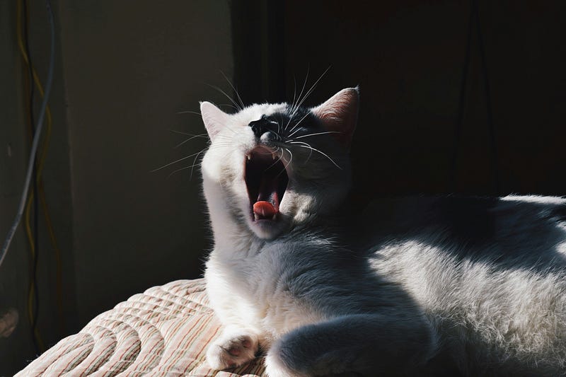 Cat sleeping peacefully on a windowsill