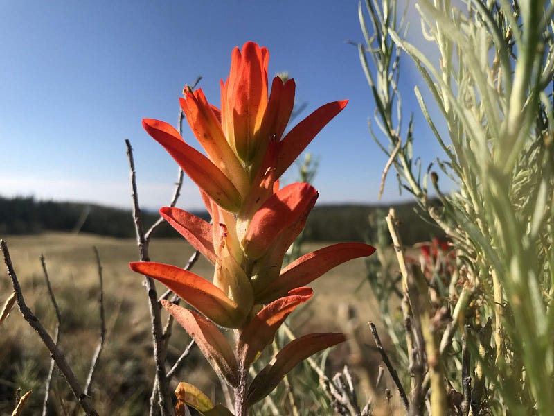 A vibrant giant red paintbrush in bloom.