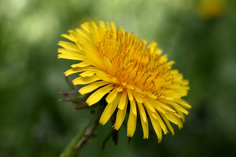 Mountain dandelion blooming in a meadow.