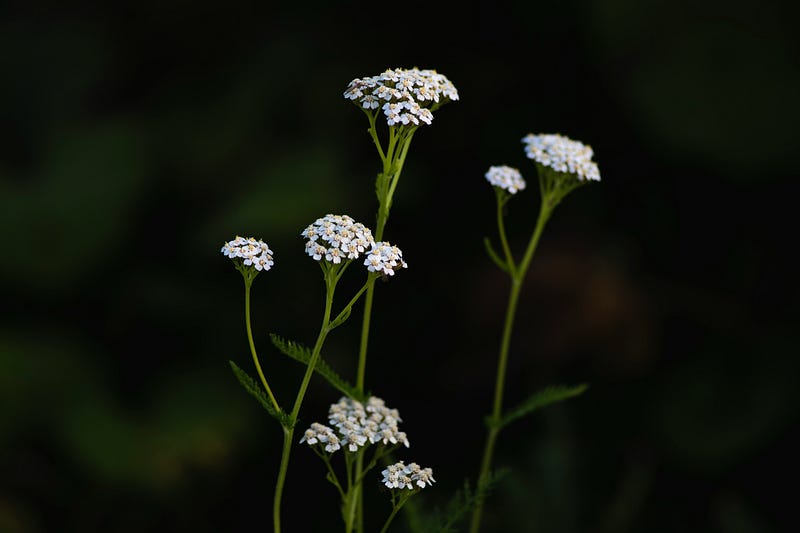 Clusters of yarrow adorning the landscape.