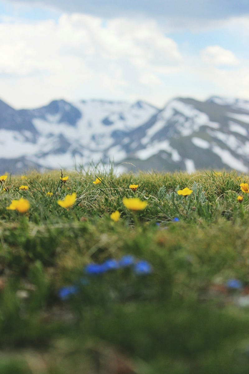 Wildflowers thriving on the Continental Divide.