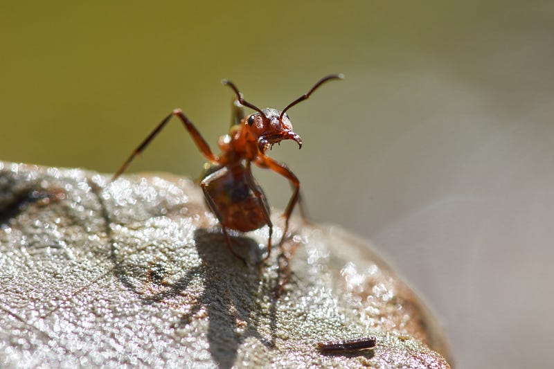 Fire ant close-up